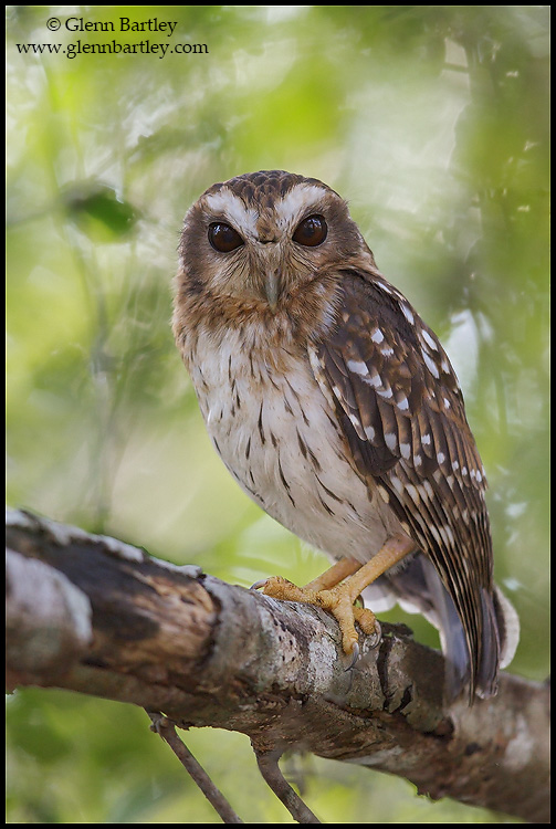 Close view of a Bare-legged Owl perched on a branch by Glenn Bartley