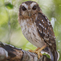 Bare-legged Owl