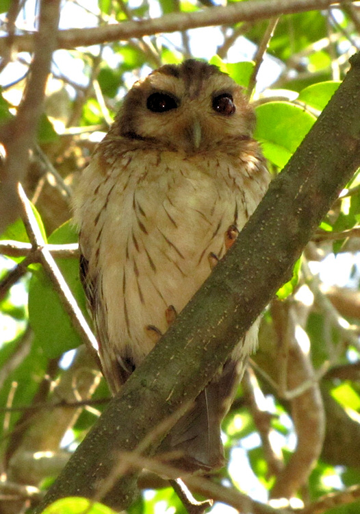 Bare-legged Owl at roost in the foliage by Michael Butler