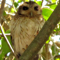 Bare-legged Owl