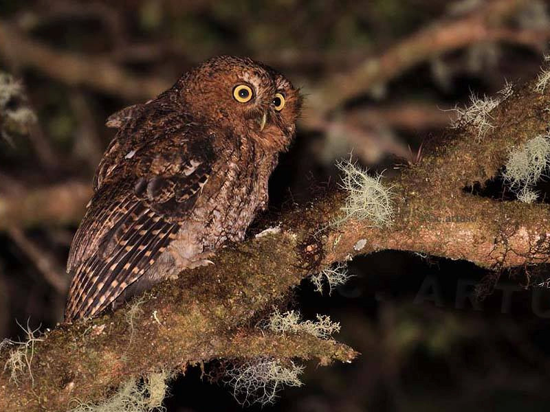 Bare-shanked Screech Owl perched sideways on a mossy branch at night by Christian Artuso