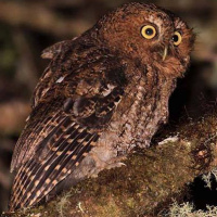 Bare-shanked Screech Owl