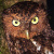 Bare-shanked Screech Owl