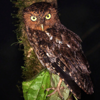 Bare-shanked Screech Owl