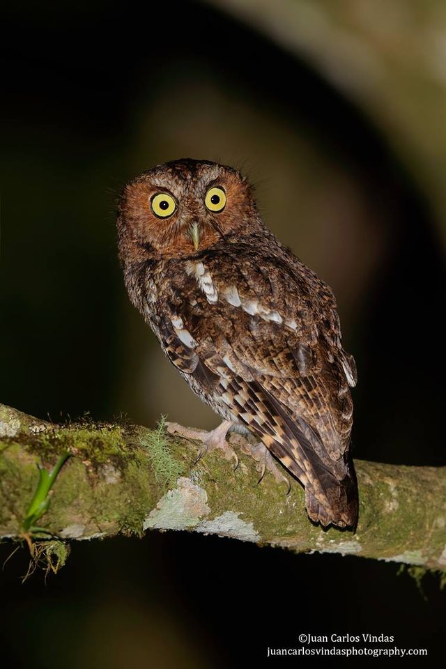 Rear view of a Bare-shanked Screech Owl looking back at us by Juan Carlos Vindas