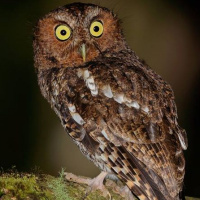 Bare-shanked Screech Owl