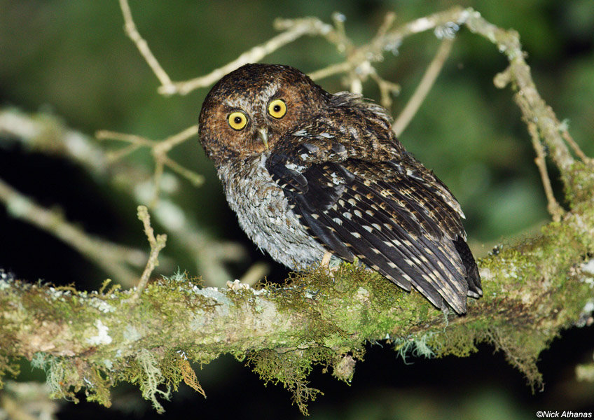 Side view of a Bare-shanked Screech Owl looking at us from a lichen covered branch by Nick Athanas