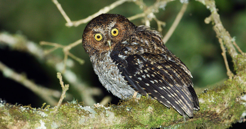 Bare-shanked Screech Owl (Megascops clarkii) by Nick Athanas - The Owl ...
