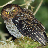 Bare-shanked Screech Owl