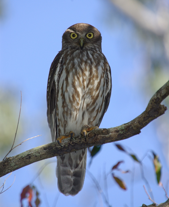 Barking Owl perched on a branch in the daytime by Deane Lewis