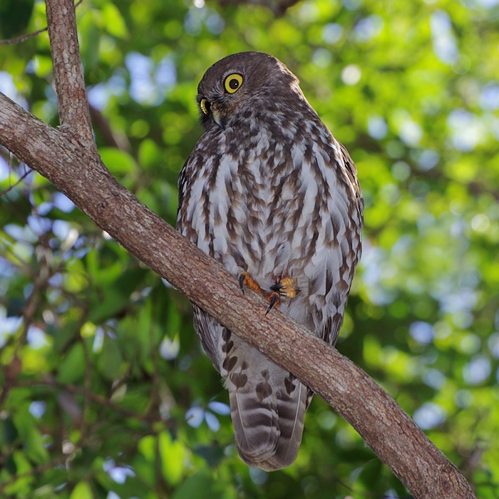 Barking Owl standing on one leg looks down from its roosting branch by Deane Lewis