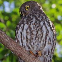 Barking Owl