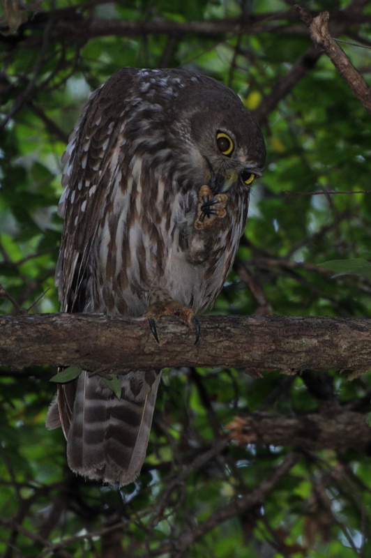Barking Owl cleans its talons while at roost by Deane Lewis