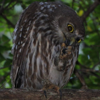 Barking Owl