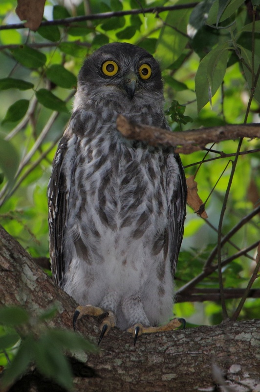 Young Barking Owl at roost in a shady spot by Deane Lewis