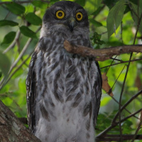 Barking Owl