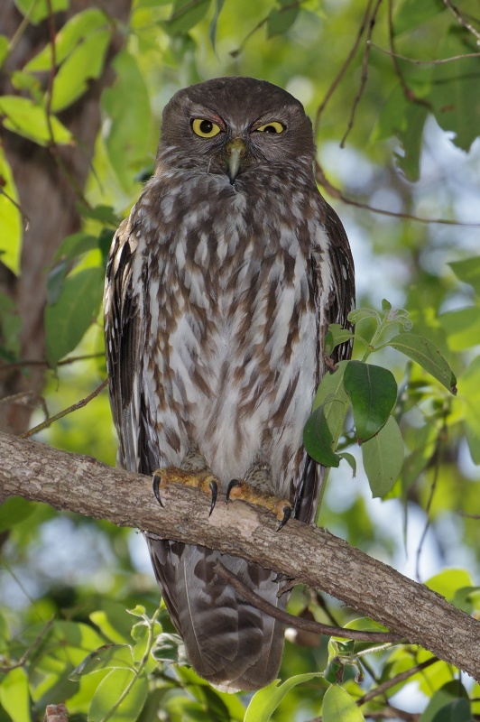 Barking Owl at roost with one eye half closed by Deane Lewis