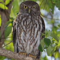 Barking Owl