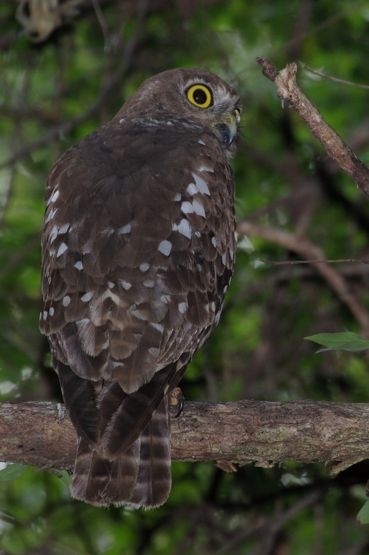 Rear view of a Barking Owl looking to the side by Deane Lewis