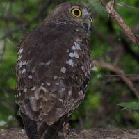 Barking Owl