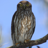 Barking Owl