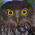 Barking Owl