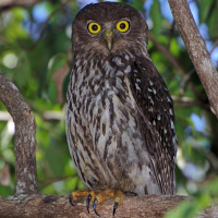 Barking Owl