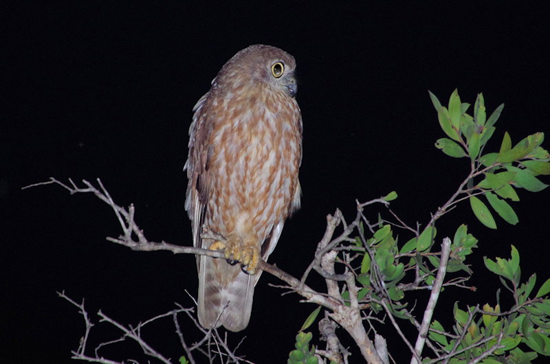 Barking Owl perched on top of a small tree at night by Deane Lewis