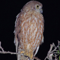 Barking Owl