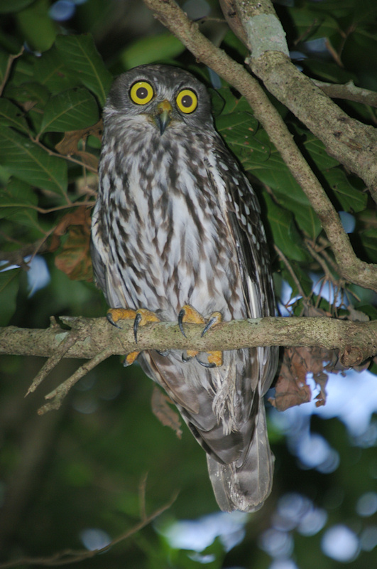 Barking Owl at roost in the foliage by Deane Lewis