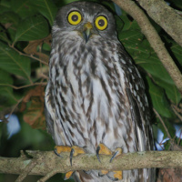 Barking Owl