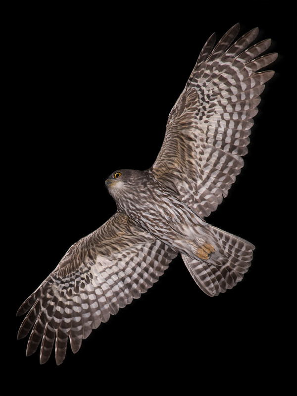 Barking Owl soars overhead at night with wings spread by Richard Jackson