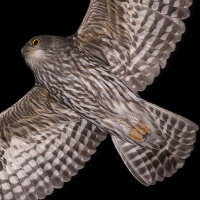 Barking Owl