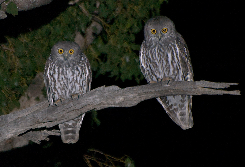 Two Barking Owls perched on a dead branch at night by Richard Jackson