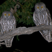 Barking Owl