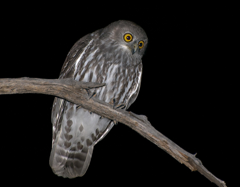 Barking Owl looks down from a curved branch at night by Richard Jackson