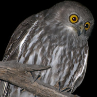 Barking Owl