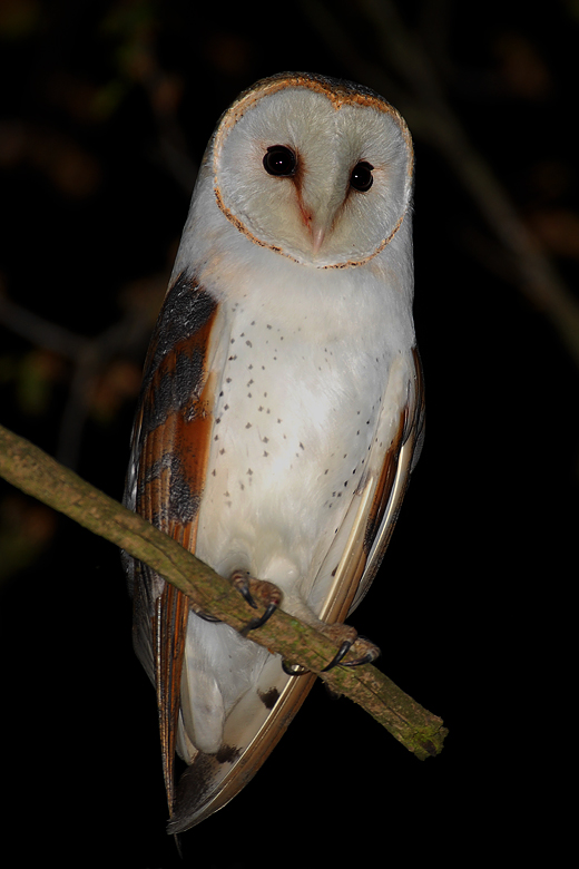 Barn Owl perched on a narrow branch at night by Cezary Korkosz
