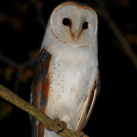 Western Barn Owl