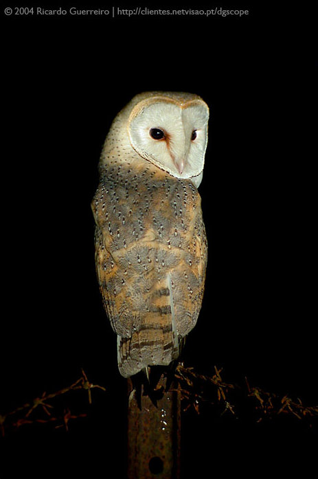 Barn Owl looking back at you while perched on a fence post at night by Ricardo Guerreiro