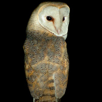 Western Barn Owl