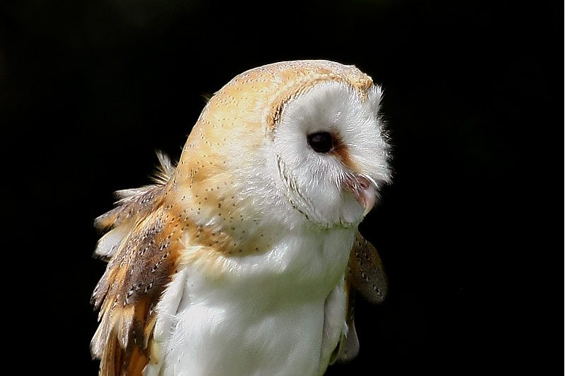 Close up portrait of a Barn Owl with ruffled feathers by Saleel Tambe