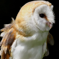 Eastern Barn Owl