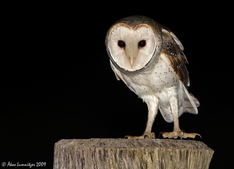 Crouching Barn Owl standing on Fence post at night by Ákos Lumnitzer