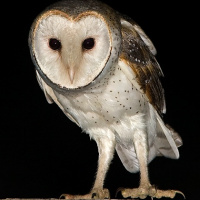 Eastern Barn Owl