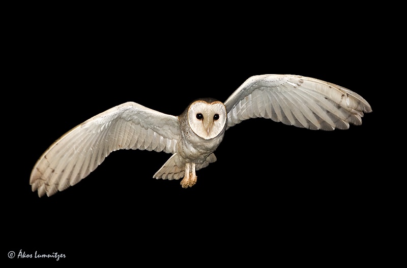 Barn owl flying towards the camera with outstretched wings at night by Ákos Lumnitzer