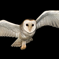 Eastern Barn Owl