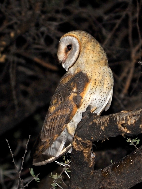 Barn Owl looking back while perched on a tree branch at night by Alan Van Norman