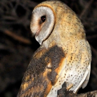 Western Barn Owl