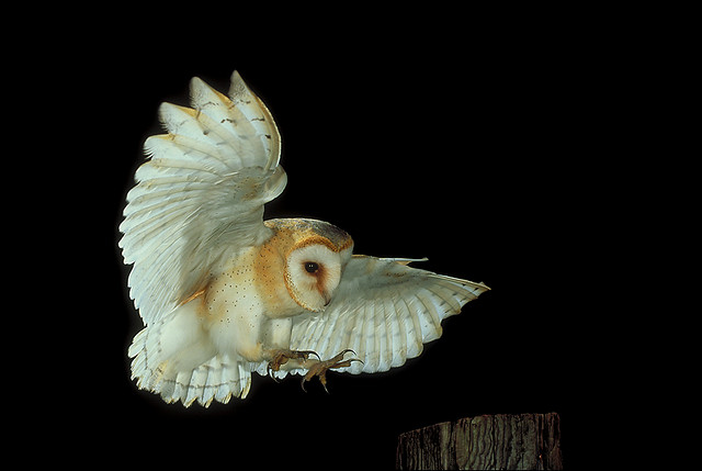Flying Barn Owl landing on a fence post with talons spread by Andy Harmer